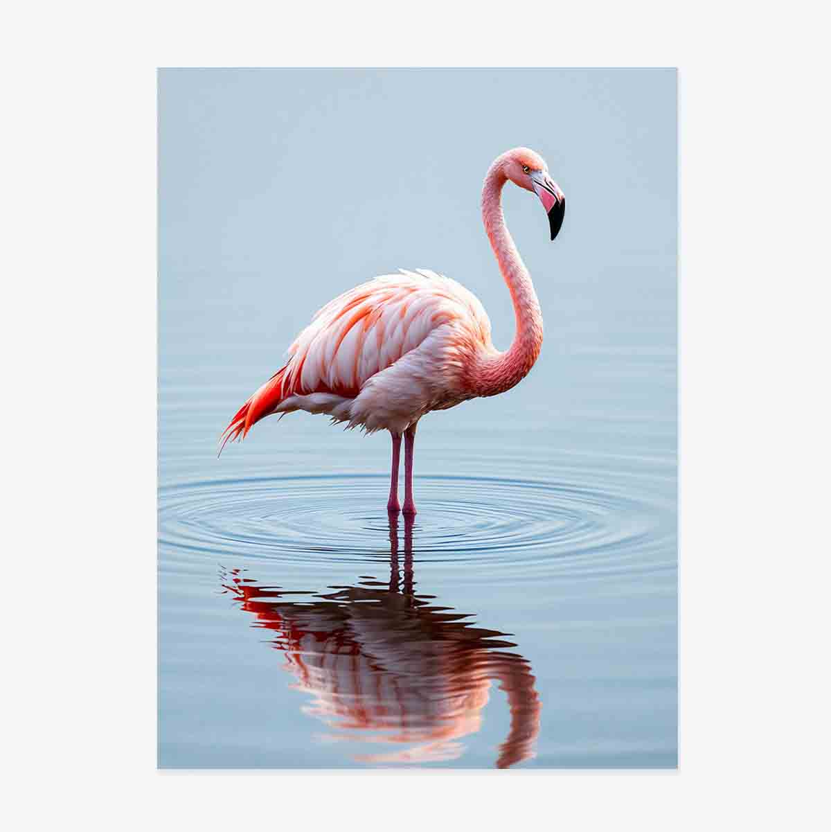 Flamingo poszter