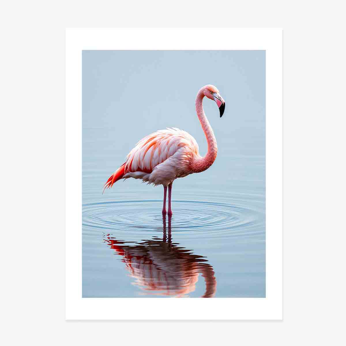 Flamingo poszter