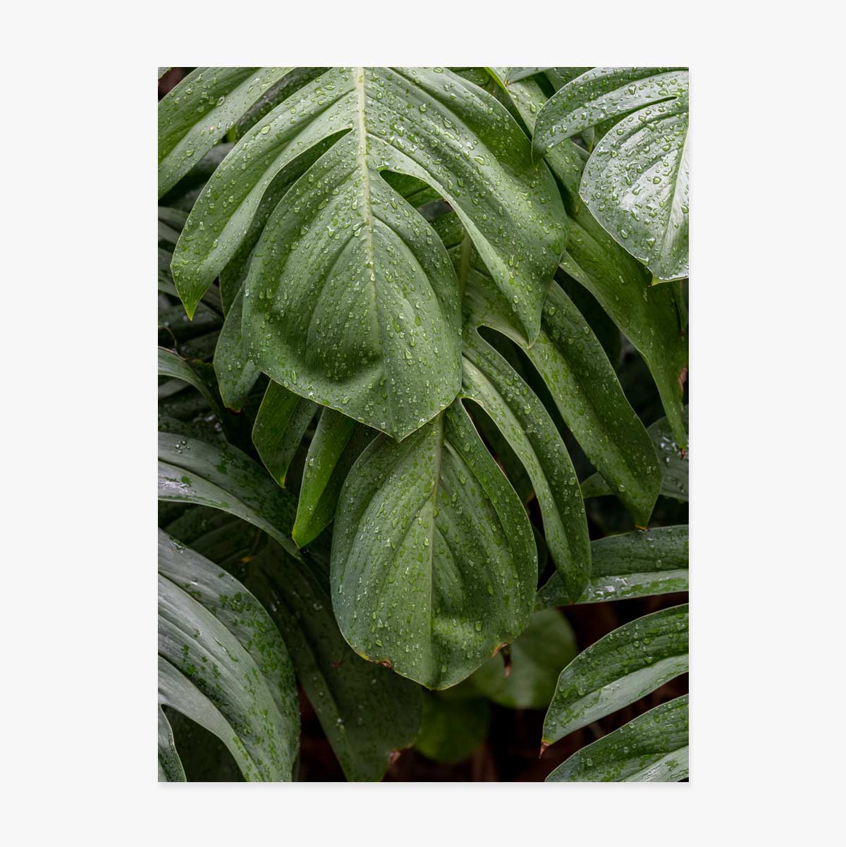 Monstera poszter