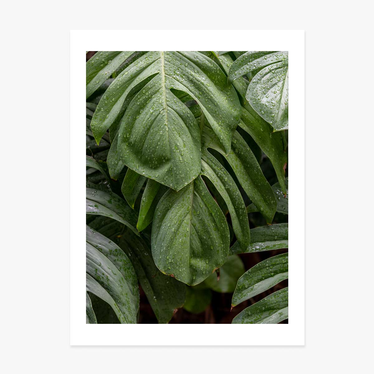 Monstera poszter