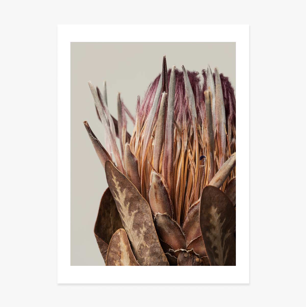 Poster pink protea
