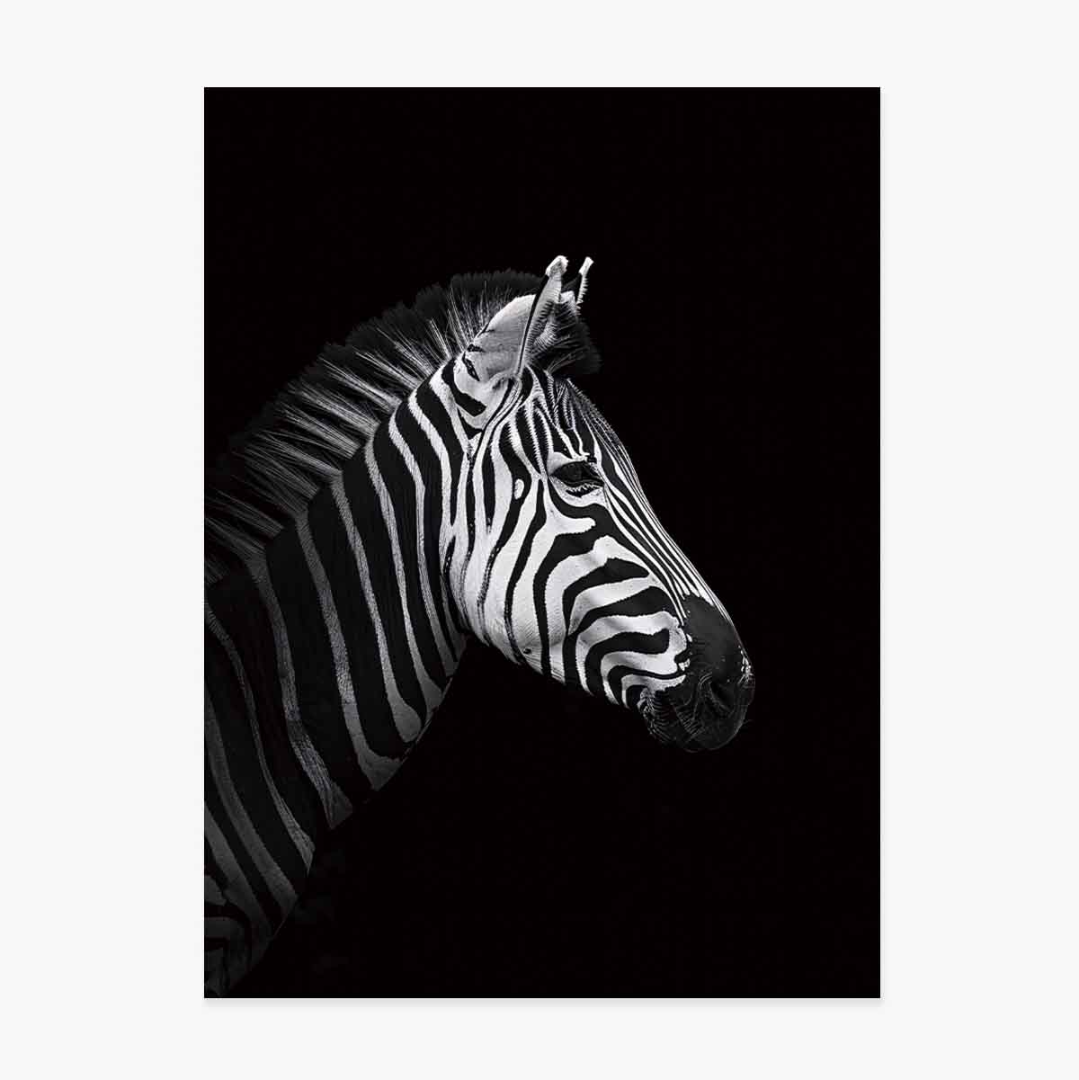 Zebra poszter