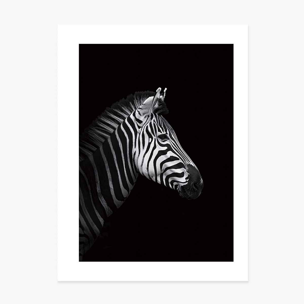 Zebra poszter